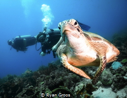 Turtle time/ divers enjoying a diver with a very photogen... by Ryan Groos 